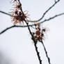 Haramelis