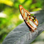 Green Butterfly