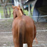 Chestnut Horse Shot from Behind