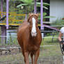 Chestnut Horse Trotting - Front On 1