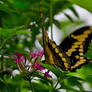 Butterfly Rainforest 4
