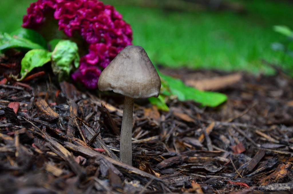 Little Shroom