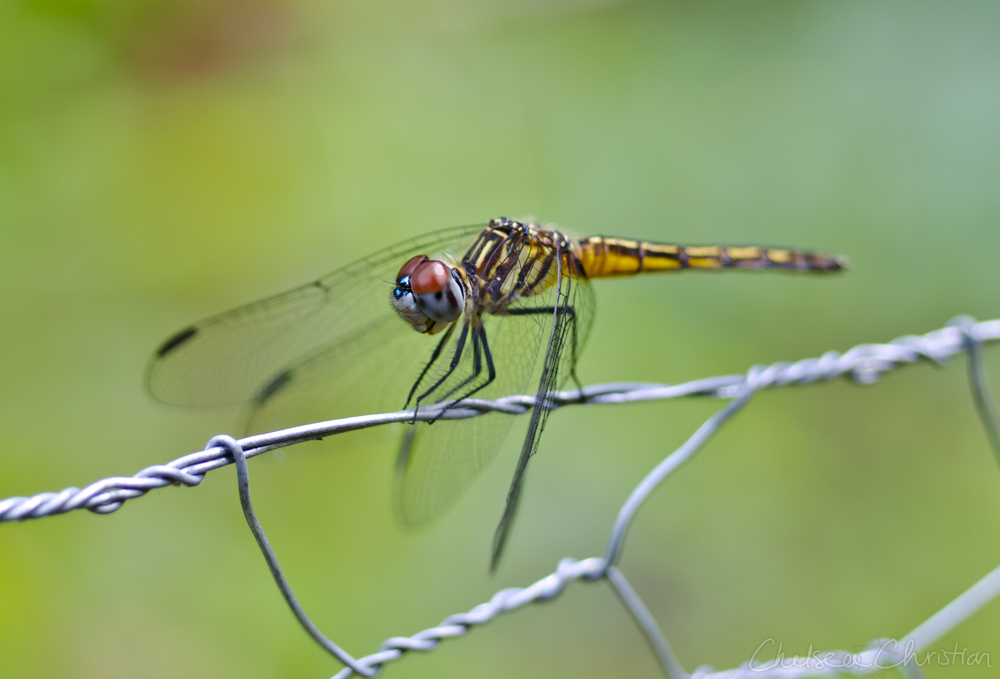 Dragonfly