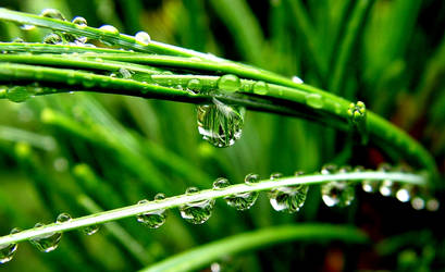 Rain Droplets