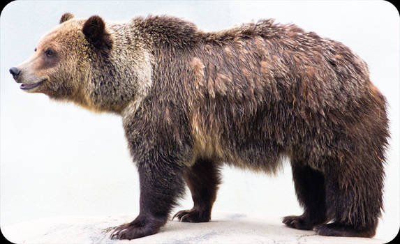 Tulsa Zoo - Grizzly Bear