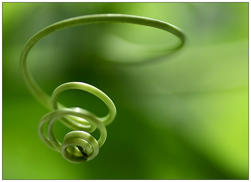 Passiflora Twirls II