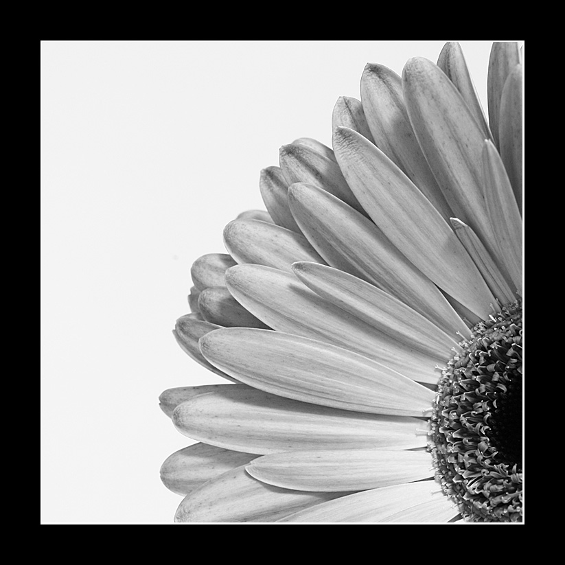 Gerbera