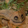 Polyphemus Moth