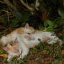 Sleeping Kitties I