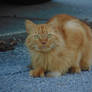 Neighborhood Cat II