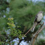 Northern Mockingbird II