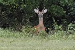 Deer Caught in the Camera Lens