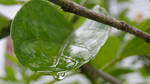 Raindrop on Plant by LaMoonstar