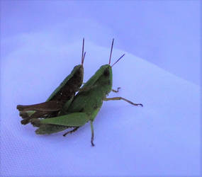 Mr. and Mrs. Cricket