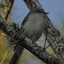 Winter Northern Mockingbird