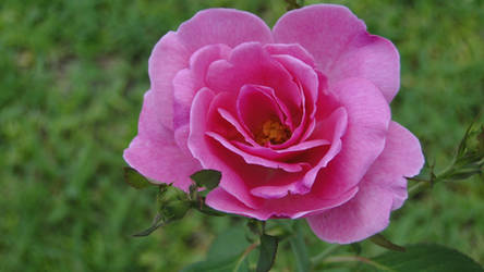 Blossoming Pink Rose