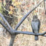 Juvenile Red Shoulder Hawk