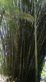 Bamboo Growth