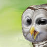 Screeching barred owl