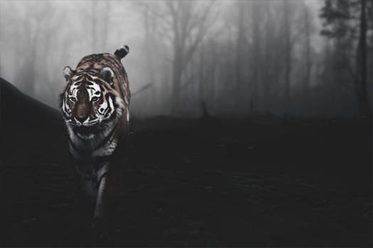 Tiger background