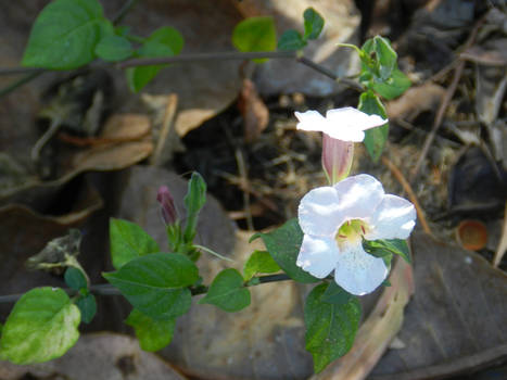 White Flower