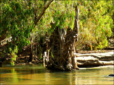 Tree Roots