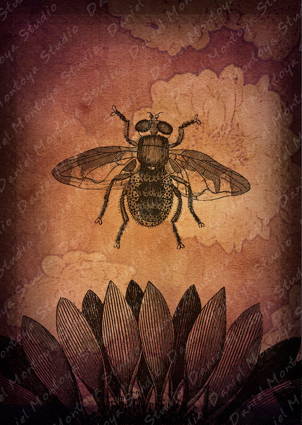 Deviantart Compostfly The Fly by DanielMontoyaStudio on DeviantArt