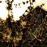 Winter Collection Spiders Web