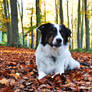 Archie Border Collie Autumn Year 2