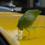 leaf bug on yellow Corvette