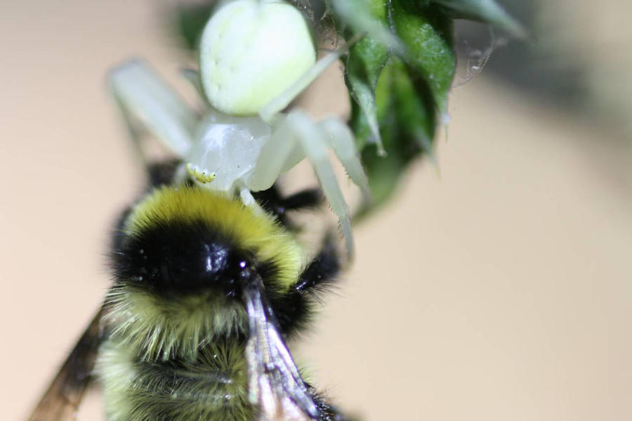 Spider kills Bumblebee