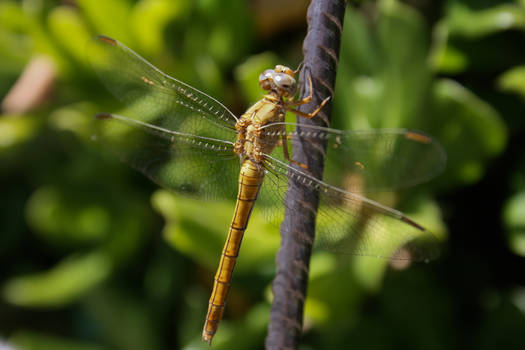 +Photo+ - Dragonfly