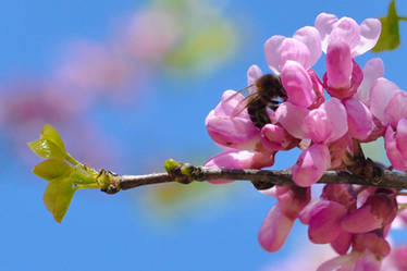 abeja y flores