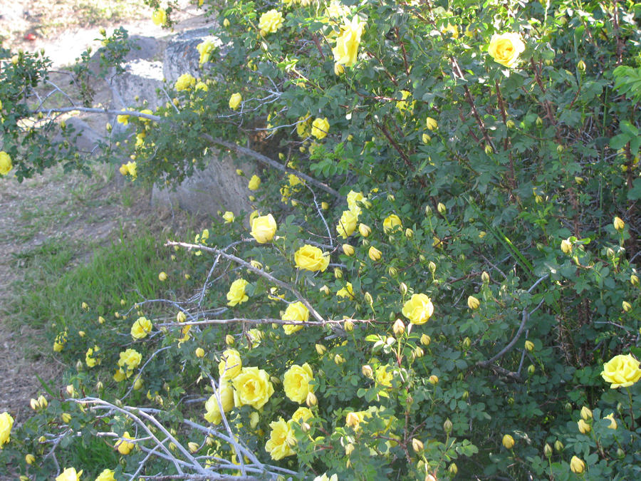 yellow rose 1