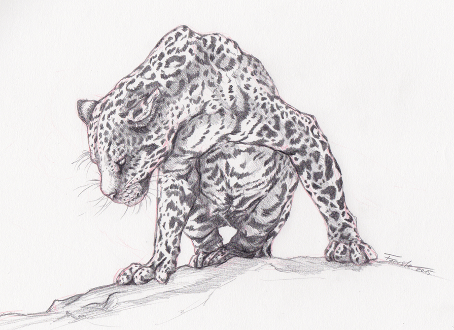 Leopard