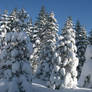 Winter Firs