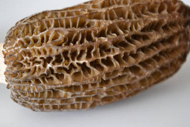 Morchella Esculenta