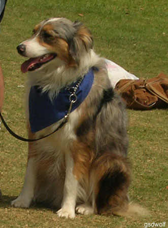 Australian Shepherd