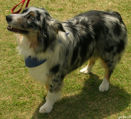 Disc Dog Aussie