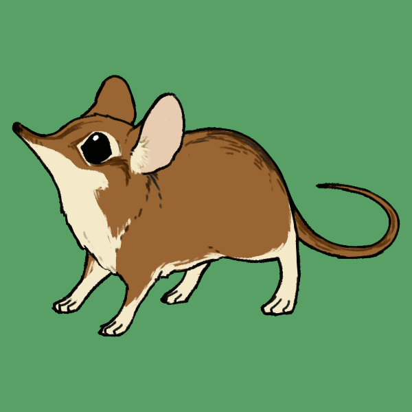 Elephant Shrew Gif