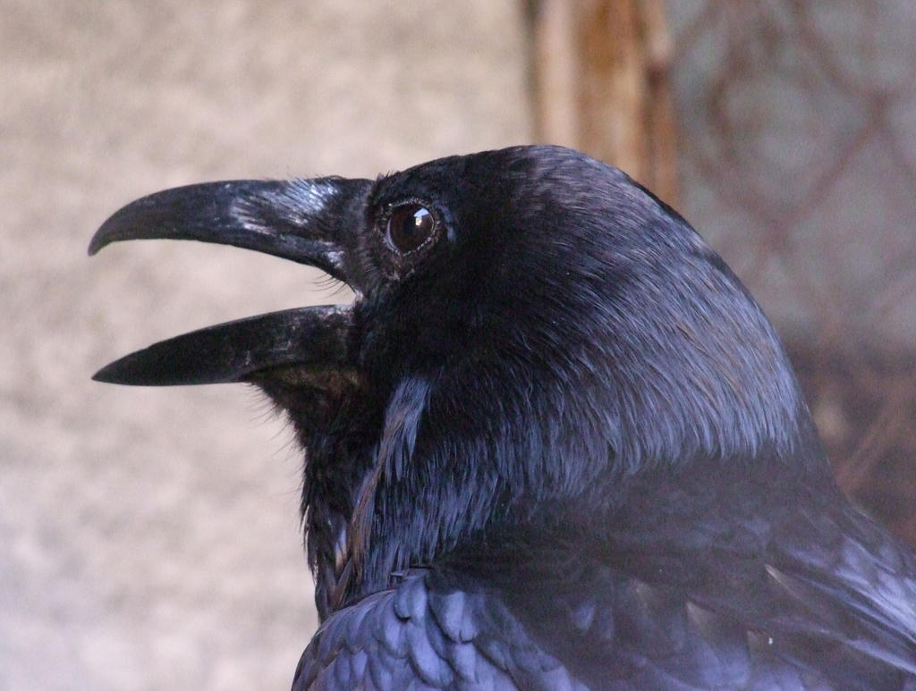 Raven