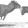 Pachycephalosaurus duel