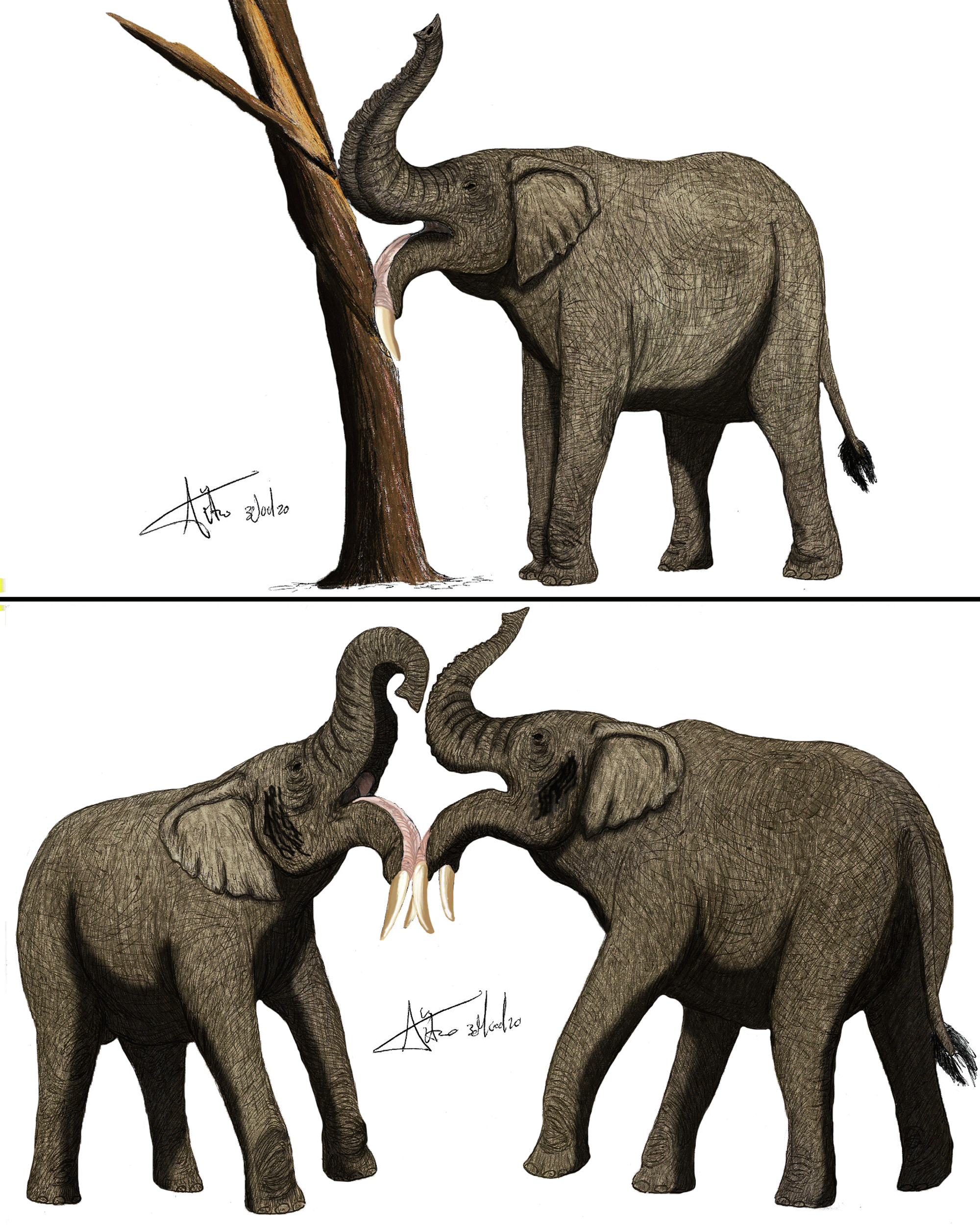 Possible uses of Deinotherium tusks by LADAlbarran2001 on DeviantArt