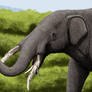 Rhynchotherium falconeri