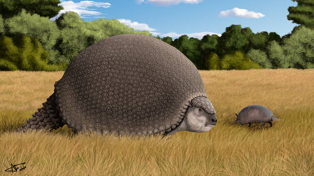 Armadillos