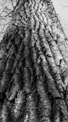 Tree Texture BW