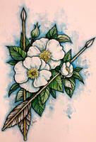 Cherokee Rose