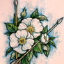 Cherokee Rose