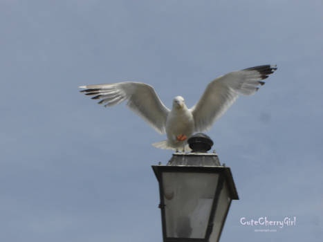 Seagull