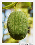Wild Cucumber by Tazzy-